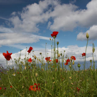 Poppies in a field